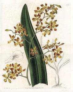 Orkidea: erilainen epidendrum - S. Wattsin kaivertama levy, Sarah Anne Draken (1803-1857) kuvituksesta, Sydenham Edwardsin (1768-1819), Englannin kasvitieteellisestä rekisteristä tekijältä Sydenham Teast Edwards