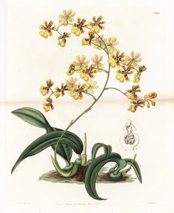 Orkidea: Brasilian epifyyttisen oncidiumin lajike - S. Wattsin kaivertama levy, Sarah Anne Draken (1803-1857) kuvituksesta, Englannin Sydenham Edwardsin (1768-1819) kasvitieteellisestä rekisteristä tekijältä Sydenham Teast Edwards