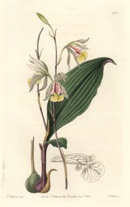 Orchidee, American Bletia - Water Forte, kirjoittanut S. Watts T. Hollandin kuvituksesta, kasvitieteellisestä rekisteristä tekijältä Sydenham Teast Edwards