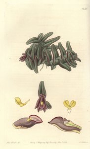 Orchidee epidendrum da América Central - orquídea Epidendrum schlechterianum (Purple nanodes, Nanodes discolor). Gravura em placa de cobre colorida à mão por S. Watts a partir de uma ilustração de Miss Sarah Drake de Sydenham Edwards