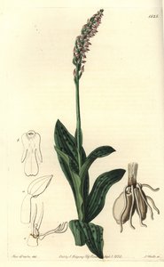 Orchidee neotine - Tiheäkukkainen orkidea, Neotinea maculata (yksikokoinen aceras, Aceras secundiflora). S. Wattsin käsinvärinen kuparikaiverrus Miss Sarah Draken kuvituksen jälkeen Sydenham Edwardsin kasvitieteellisestä rekisteristä, Ridgeway, Lontoo tekijältä Sydenham Teast Edwards
