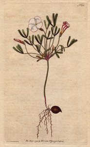 Oxalis (pieni suolaheinä) on valkoisia raidallisia kukkia ja karamellivaaleanpunaista, kotoisin Afrikasta. Raidallinen kukkainen puinen suolakurpi, jossa vaaleanpunaisia karkkiraidallisia valkoisia kukkia. Afrikan kotoisin. Oxalis versicolor. Käsinvärinen  tekijältä Sydenham Teast Edwards