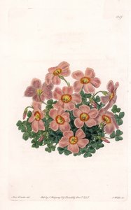 Oxalis Variete - S.Wattsin kaivertama levy Sarah Anne Draken (1803-1857) kuvituksesta, Englannin Sydenham Edwardsin (1768-1819) kasvitieteellisestä rekisteristä tekijältä Sydenham Teast Edwards