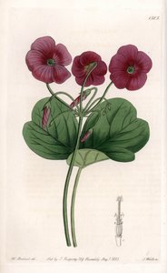 Oxalis de Bowie - S.Wattsin kaivertama levy Sarah Anne Draken (1803-1857) kuvituksesta, Englannin Sydenham Edwardsin (1768-1819) kasvitieteellisestä rekisteristä tekijältä Sydenham Teast Edwards