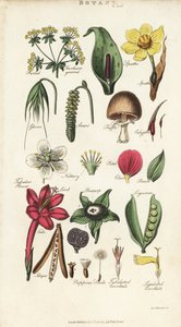 Kukkien osat, mukaan lukien terälehti, nektaari, liima, siemenet, spathe, bracte, palkokasvit jne. Käsinvärinen kuparikaiverrus Sydenham Edwardsin mukaan John Mason Goodin Pantologiasta, New Encyclopediasta, G. Kearsley, Lontoo tekijältä Sydenham Teast Edwards
