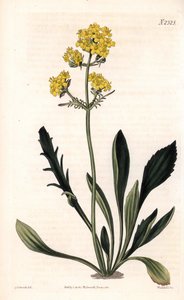 Patrinia sibirica (altailainen valeriaana, Valeriana ruthenica). Weddellin käsinvärinen kuparikaiverrus Sydenham Edwardsin kuvituksen jälkeen Samuel Curtisin "" Botanical Magazine" -lehdestä Lontoossa tekijältä Sydenham Teast Edwards