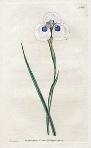 Peacock Iris - Sydenham Edwardsin (1768-1819) litografia, levy William Curtis