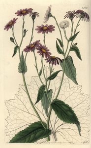 Pericallis tussilaginis (Senecio tussilaginis). S. Wattsin käsinvärinen kuparikaiverrus Miss Sarah Draken kuvituksen jälkeen Sydenham Edwardsin kasvitieteellisestä rekisteristä, Ridgeway, Lontoo tekijältä Sydenham Teast Edwards