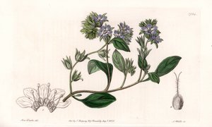 Phacelia, Kalifornian endeeminen - Kaiverrus S.Watts, Sarah Anne Draken (1803-1857) kuvituksesta, Englannin Sydenham Edwardsin (1768-1819) kasvitieteellisestä rekisteristä tekijältä Sydenham Teast Edwards