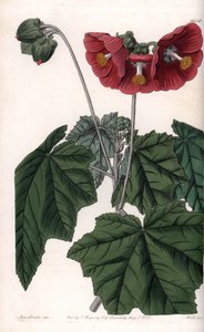 Phymosia variete, punaiset kukat, kotoisin Meksikosta - Kaiverrus S. Watts, Sarah Anne Draken (1803-1857) kuvituksesta, Englannin Sydenham Edwardsin (1768-1819) kasvitieteellisestä rekisteristä tekijältä Sydenham Teast Edwards