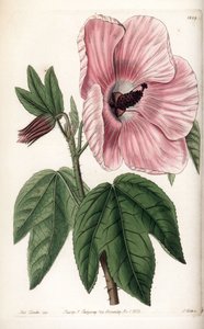 Pink Hibiscus - S.Wattsin kaivertama lautanen, Sarah Anne Draken (1803-1857) kuvituksesta, Englannin Sydenham Edwardsin (1768-1819) kasvitieteellisestä rekisteristä tekijältä Sydenham Teast Edwards