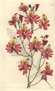 Köyhän miehen orkidea, Schizanthus grahamii (Blunt-petalled schizanthus, Schizanthus retusus). S. Wattsin käsin tekemä kuparikaiverrus neiti Sarah Draken kuvituksen mukaan Sydenham Edwardsin kasvitieteellisestä rekisteristä, Ridgeway, Lontoo. tekijältä Sydenham Teast Edwards