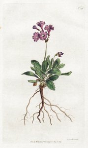 Primevere marginee - Sydenham Edwardsin (1768-1819) litografia, William Curtisin kasvitieteellisen lehden levy (1746-1799) tekijältä Sydenham Teast Edwards