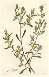 Pultanea flexilis, kotoisin Australiasta - S. Watts voimakasta vettä Sarah Anne Draken (1803-1857) kuvituksesta kasvitieteellisestä rekisteristä tekijältä Sydenham Teast Edwards