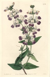 Violetti kiinalainen pagodi, kotoisin Kaliforniasta - S. Watts Strong Water Sarah Anne Draken (1803-1857) kuvituksesta kasvitieteellisestä rekisteristä tekijältä Sydenham Teast Edwards