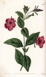 Purppurakukkapetunia - S.Wattsin kaivertama levy Sarah Anne Draken (1803-1857) kuvituksesta, Englannin Sydenham Edwardsin (1768-1819) kasvitieteellisestä rekisteristä tekijältä Sydenham Teast Edwards
