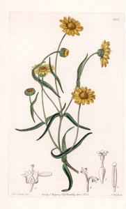 Kalifornian kuningatar Daisy - Kaiverrus S.Watts, Sarah Anne Draken (1803-1857) kuvituksesta, Englannin Sydenham Edwardsin (1768-1819) kasvitieteellisestä rekisteristä tekijältä Sydenham Teast Edwards