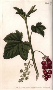 Punaherukka. Värillinen kuparikaiverrus, Sydenham Edwardsin (1768-1819) kuvitus Lambethin kasvitieteellisen puutarhan kasvitieteellinen puutarha (Englanti) tekijältä Sydenham Teast Edwards