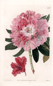 Rhododendron Hybrid Variete - Kaiverrus S.Watts, Sarah Anne Draken (1803-1857) kuvituksesta, Englannin Sydenham Edwardsin (1768-1819) kasvitieteellisestä rekisteristä tekijältä Sydenham Teast Edwards