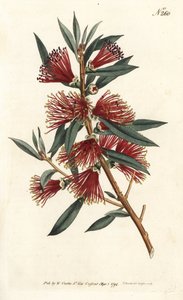 Huuhtelupullositriini, pullonhuuhtelu tai punainen pinsikasvi - Crimson pulloharja, Callistemon citrinus (Harsh-Lev