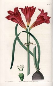 Rodophiale bifide - S.Wattsin kaiverrettu taulu, joka perustuu Sarah Anne Draken (1803-1857) kuvitukseen, Englannin Sydenham Edwardsin (1768-1819) kasvitieteellisestä rekisteristä tekijältä Sydenham Teast Edwards