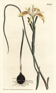 Rullalehtinen moraea, Moraea angusta. F. Sansom Jr.:n käsinvärinen kuparikaiverrus Sydenham Edwardsin kuvituksen jälkeen William Curtisin kasvitieteellisestä lehdestä, T. Curtis, Lontoo tekijältä Sydenham Teast Edwards