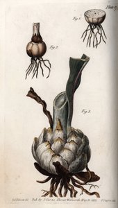 Liljan juuri ja sipuli. Värillinen kuparikaiverrus, Sydenham Edwardsin (1768-1819) kuvitus Lambethin kasvitieteellisen puutarhan kasvitieteelliseen konferenssiin (Englanti) tekijältä Sydenham Teast Edwards