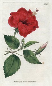 Rose de Chine - Sydenham Edwardsin (1768-1819) litografia, levy William Curtisin kasvitieteellisestä lehdestä (1746-1799) tekijältä Sydenham Teast Edwards