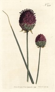 Pyöreäpäinen valkosipuli, Allium sphaerocephalon (purppurainen valkosipuli, Allium descendens). Sansomin käsinvärinen kuparikaiverrus Sydenham Edwardsin kuvituksen jälkeen William Curtisin kasvitieteellisestä lehdestä Lontoosta tekijältä Sydenham Teast Edwards