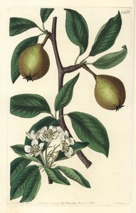 Salvialehtipäärynä - salvialehtipäärynä, Pyrus salviifolia (Pyrus salvifolia). S. Wattsin käsinvärinen kuparikaiverrus Sarah Draken kuvituksen jälkeen Sydenham Edwardsin kasvitieteellisestä rekisteristä, Ridgeway, Lontoo tekijältä Sydenham Teast Edwards