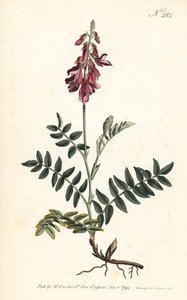 Sainfoin des Alpes - Alppien espresso, Hedysarum hedysaroides (hiipivä juurtunut hedysarum obscurum) - Sansomin käsinvärinen kuparikaiverrus Sydenham Edwardsin kuvituksen perusteella William Curtisin kasvitieteellisessä lehdessä Lontoosta tekijältä Sydenham Teast Edwards
