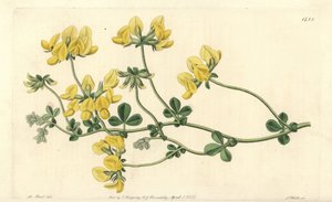 Hiekkalootus - Hiekkalootus, Lotus arenarius. S. Wattsin käsinvärinen kuparikaiverrus M. Hartin kuvituksen jälkeen Sydenham Edwardsin kasvitieteellisestä rekisteristä, Ridgeway, Lontoo tekijältä Sydenham Teast Edwards