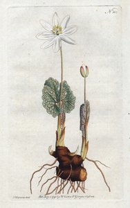 Sanguinaire du Canada - Sydenham Edwardsin (1768-1819) litografia, William Curtisin kasvitieteellisen lehden levy (1746-1799) tekijältä Sydenham Teast Edwards