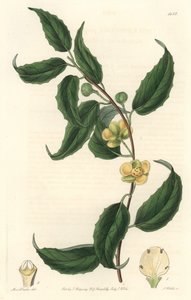Schisandralla on keltaiset kukat, kotoisin Nepalista - S. Wattsin Water forte Sarah Anne Draken (1803-1857) kuvituksesta kasvitieteellisestä rekisteristä tekijältä Sydenham Teast Edwards