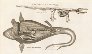 Hain anatomia ja krokotiilin luuranko tekijältä Sydenham Teast Edwards