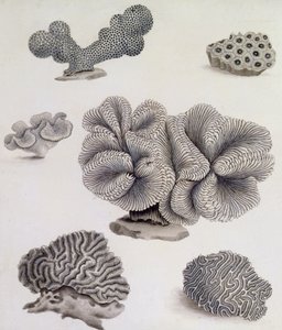 Shells and Marine Flora (lyijykynä, kynä, muste ja akvarelli) (katso myös 351985, 351986 ja 351987) tekijältä Sydenham Teast Edwards