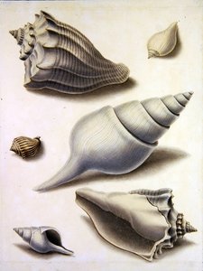 Shells and Marine Flora (lyijykynä, kynä, muste ja akvarelli paperille) (katso myös 351984, 351985 ja 351987) tekijältä Sydenham Teast Edwards