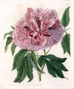 Pensaspioni tai lampaanpioni - S.Wattsin kaiverrettu taulu Sarah Anne Draken (1803-1857) kuvituksesta, Englannin Sydenham Edwardsin (1768-1819) kasvitieteellisestä rekisteristä tekijältä Sydenham Teast Edwards