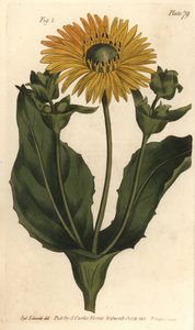 Silphium tai hartsiruoho, Silphium asteriscus, Polygamia nessaria. F. Sansomin käsinvärinen kuparikaiverrus Sydenham Edwardsin kasvitieteellisestä kuvituksesta William Curtisin kasvitieteen luentoihin, sellaisena kuin se on toimitettu Lambethin kasvitietee tekijältä Sydenham Teast Edwards