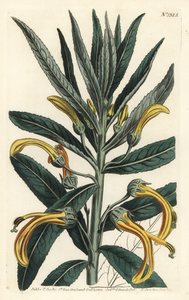 Siphocampylus giganteus, uhanalainen (Jättilobelia, Lobelia gigantea). F. Sansom Jr.:n käsinvärinen kuparikaiverrus Sydenham Edwardsin kuvituksen jälkeen William Curtisin kasvitieteellisestä lehdestä, T. Curtis, Lontoo tekijältä Sydenham Teast Edwards