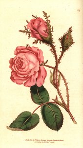 Sparkling rose (sparkling rose) - Pink sammal, Rosa centifolia f. muscosa (Rosa muscosa). Käsinvärinen kuparikaiverrus William Curtisin The Botanical Magazine -lehden kasvitieteellisen kuvituksen jälkeen, Lambeth Marsh, Lontoo tekijältä Sydenham Teast Edwards