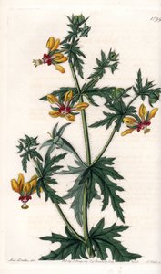 Spicy Poppy - S.Wattsin kaivertama lautanen, Sarah Anne Draken (1803-1857) kuvituksesta, Englannin Sydenham Edwardsin (1768-1819) kasvitieteellisestä rekisteristä tekijältä Sydenham Teast Edwards