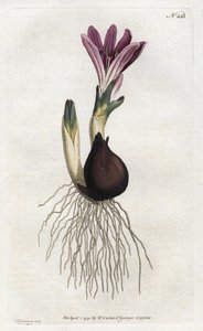 Spring bulbocode tai campanette - Sydenham Edwardsin litografia (1768-1819), William Curtis