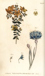 mäkikuisma, Hypericum perforatum, Polyadelphia tekijältä Sydenham Teast Edwards