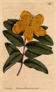 Mäkikuisma leveillä keltaisilla kukilla. Suurikukkainen mäkikuisma keltaisilla kukilla. Hypericum calycinum. Käsinvärinen kuparikaiverrus Sydenham Edwardsin kasvitieteellisestä kuvituksesta William Curtisin "" Botanical Magazine -lehdestä" 1790-1800. tekijältä Sydenham Teast Edwards