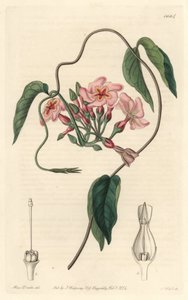 Stellar echite, kotoisin Brasiliasta - S. Wattsin vesiforte Sarah Anne Draken (1803-1857) kuvituksesta kasvitieteellisestä rekisteristä tekijältä Sydenham Teast Edwards
