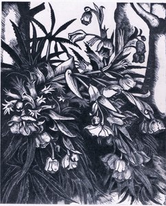 Stinking Hellebore, Nature in Britain julkaisija Collins tekijältä Sydenham Teast Edwards