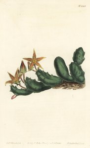 Stisseria geminata (Kaksikukkainen stapelia, Stapelia geminata). F. Sansom Jr.:n käsinvärinen kuparikaiverrus Sydenham Edwardsin kuvituksen jälkeen William Curtisin kasvitieteellisestä lehdestä, T. Curtis, Lontoo tekijältä Sydenham Teast Edwards