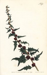 Mansikkapinardi patonissa - Lehtinen hanhenjalka, Chenopodium foliosum (Strawberry blite, Blitum virgatum). Sansomin käsinvärinen kuparikaiverrus Sydenham Edwardsin kuvituksen jälkeen William Curtisin kasvitieteellisestä lehdestä Lontoosta tekijältä Sydenham Teast Edwards