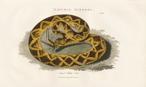 Raidallinen kalkkarokäärme tekijältä Sydenham Teast Edwards